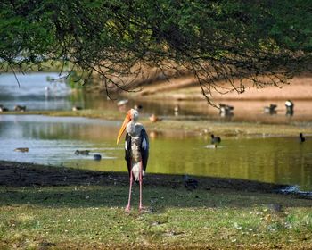 Rear view of man standing by lake