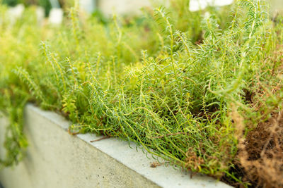 Saint gallen, switzerland, january 3, 2024 penstemon pinifolius or pine leaved penstemon plant 