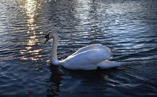 Swan swimming in lake