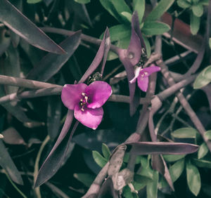 Close-up of wet flowers blooming outdoors