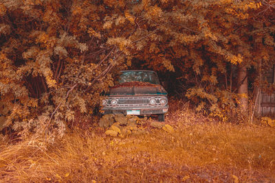 Rusty, abandoned car between bushes somewhere in utah