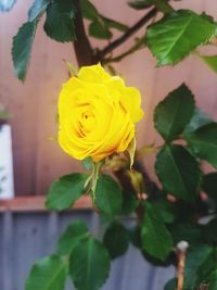 Close-up of yellow rose on plant