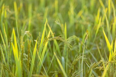 Close-up of wheat growing on field