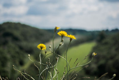 Close-up of yellow flowers blooming in field