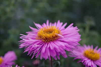 Close-up of pink cosmos flower