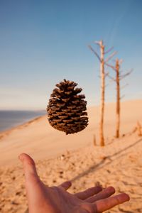 Cropped hand with pine cone in mid-air at beach