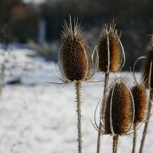 Close-up of thistle