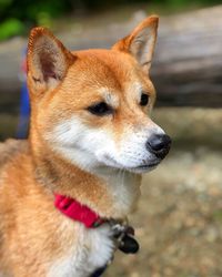 Close-up of dog looking away