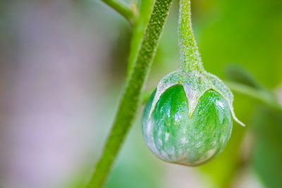 Close-up of green plant