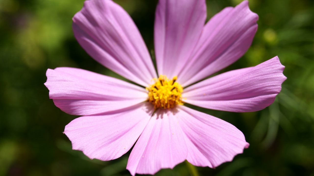 CLOSE-UP OF PINK FLOWER BLOOMING