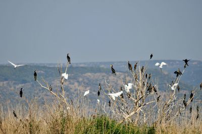 Flock of birds flying over water