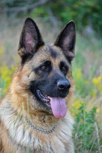 Close-up portrait of a dog