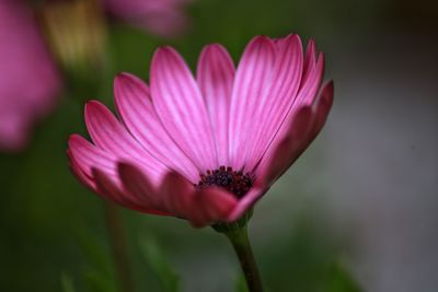 Close-up of pink flower