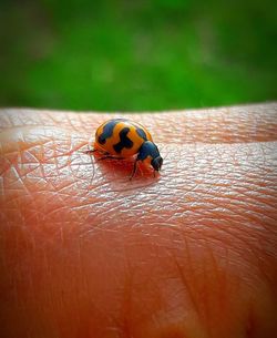 Close-up of ladybug on hand