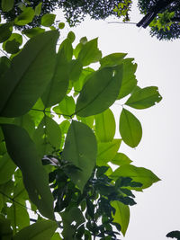 Low angle view of tree leaves