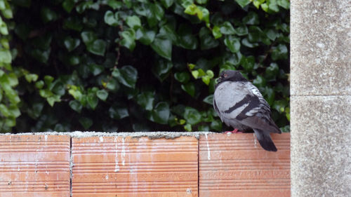 View of pigeon perching on wall