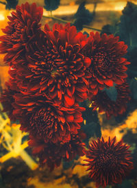 Close-up of red flowering plant