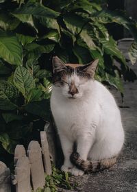 Cat sitting by plants
