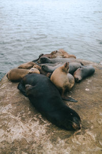 High angle view of animal sleeping in sea