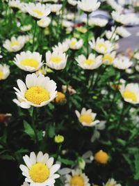 Close-up of white daisy flowers