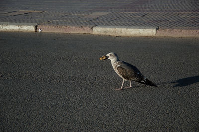 Seagull on sand