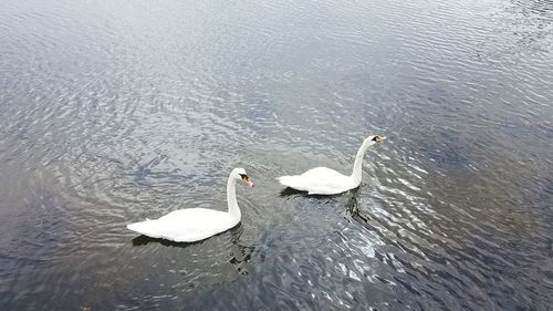 High angle view of swan swimming in lake