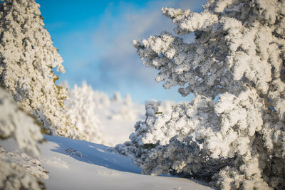 Close-up of frozen tree against sky