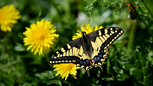 Close-up of butterfly pollinating on yellow flower