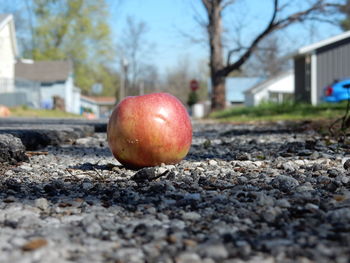 Close-up of apple on tree