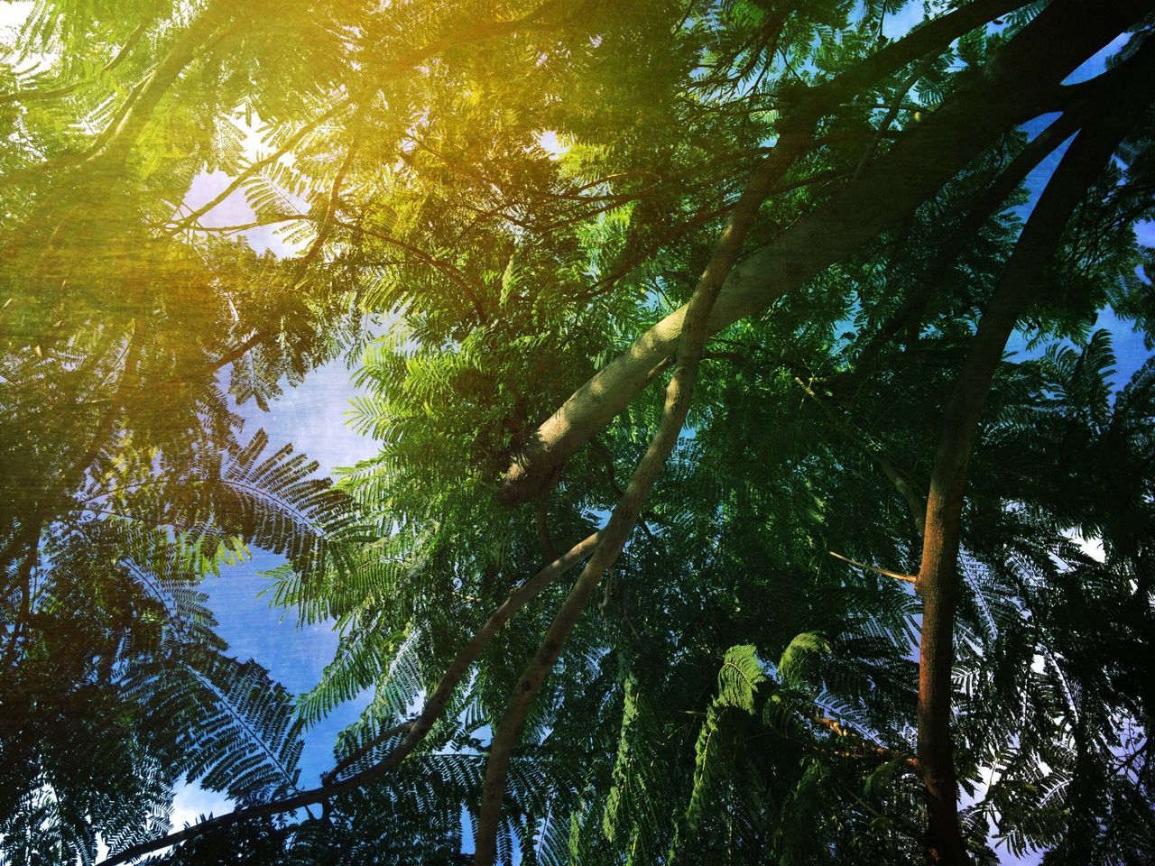 tree, low angle view, growth, branch, tranquility, tree trunk, nature, beauty in nature, green color, forest, scenics, tranquil scene, day, sky, clear sky, outdoors, sunlight, no people, lush foliage, tall - high