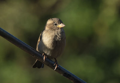 Close-up of bird perching on branch