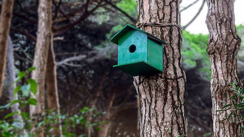 Close-up of birdhouse on tree trunk