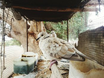 Pigeons perching in cage