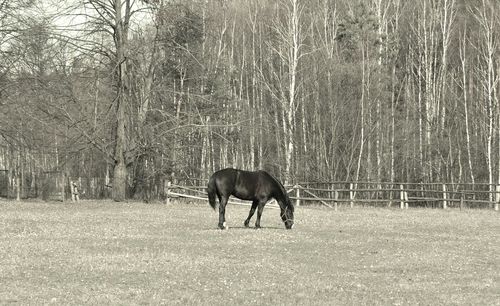 Horse grazing on field
