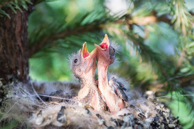 Close-up of a bird looking away