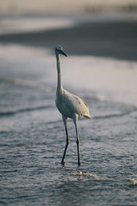 Close-up of gray heron