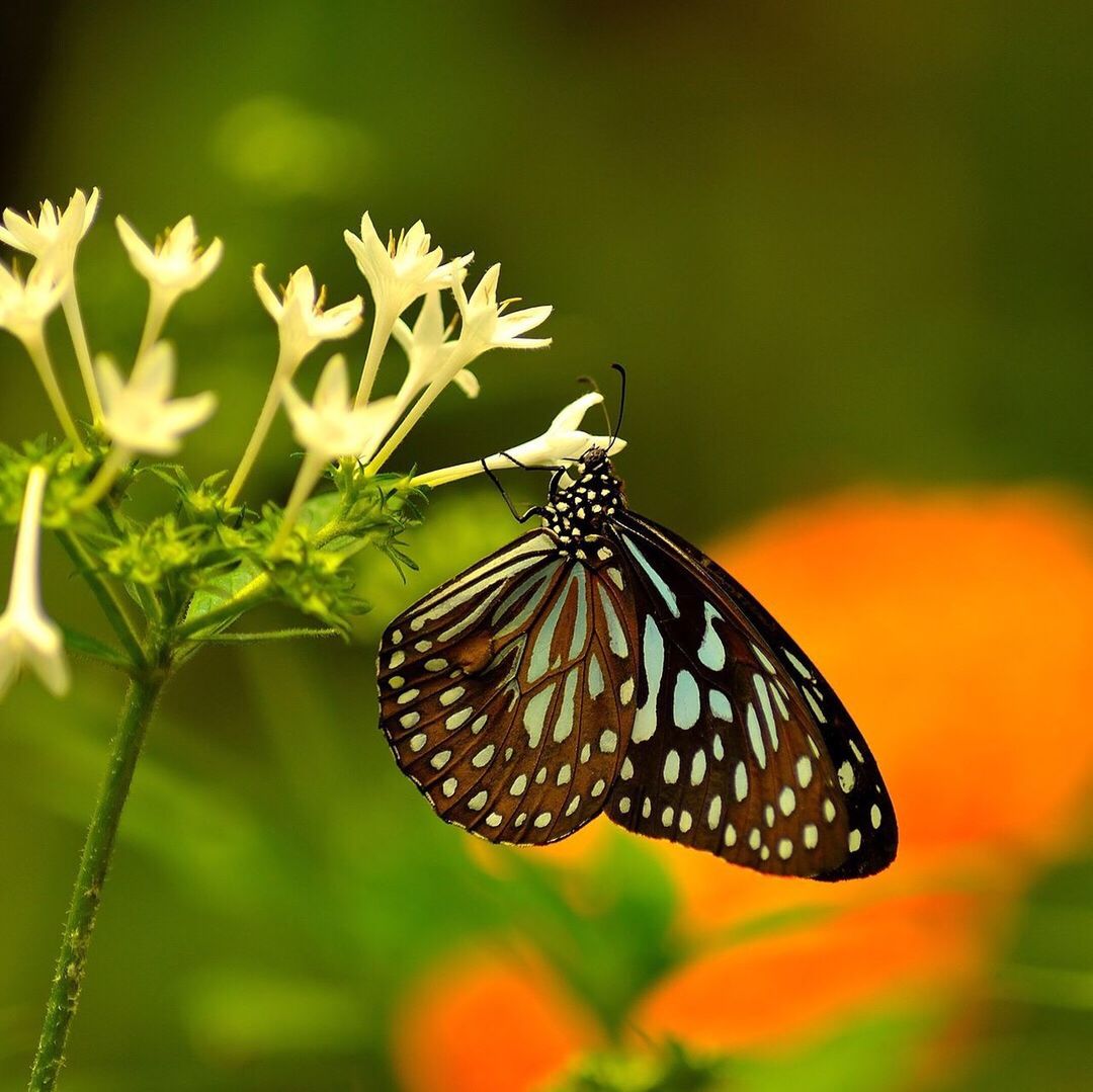 BUTTERFLY POLLINATING FLOWER