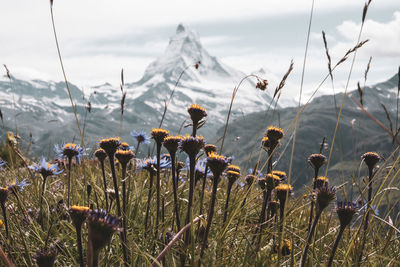 Close-up of flowering plants on field against sky and matterhorn