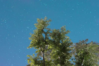 Low angle view of trees against clear blue sky