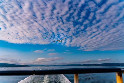 Bird flying over sea against sky