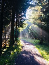 Trees in forest