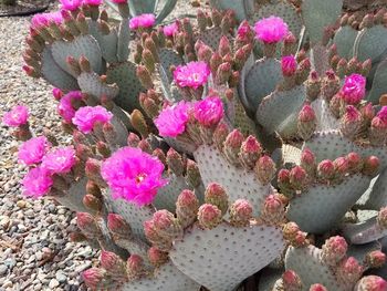 High angle view of pink cactus flowers