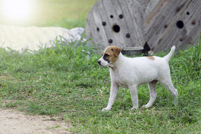 View of a dog on field