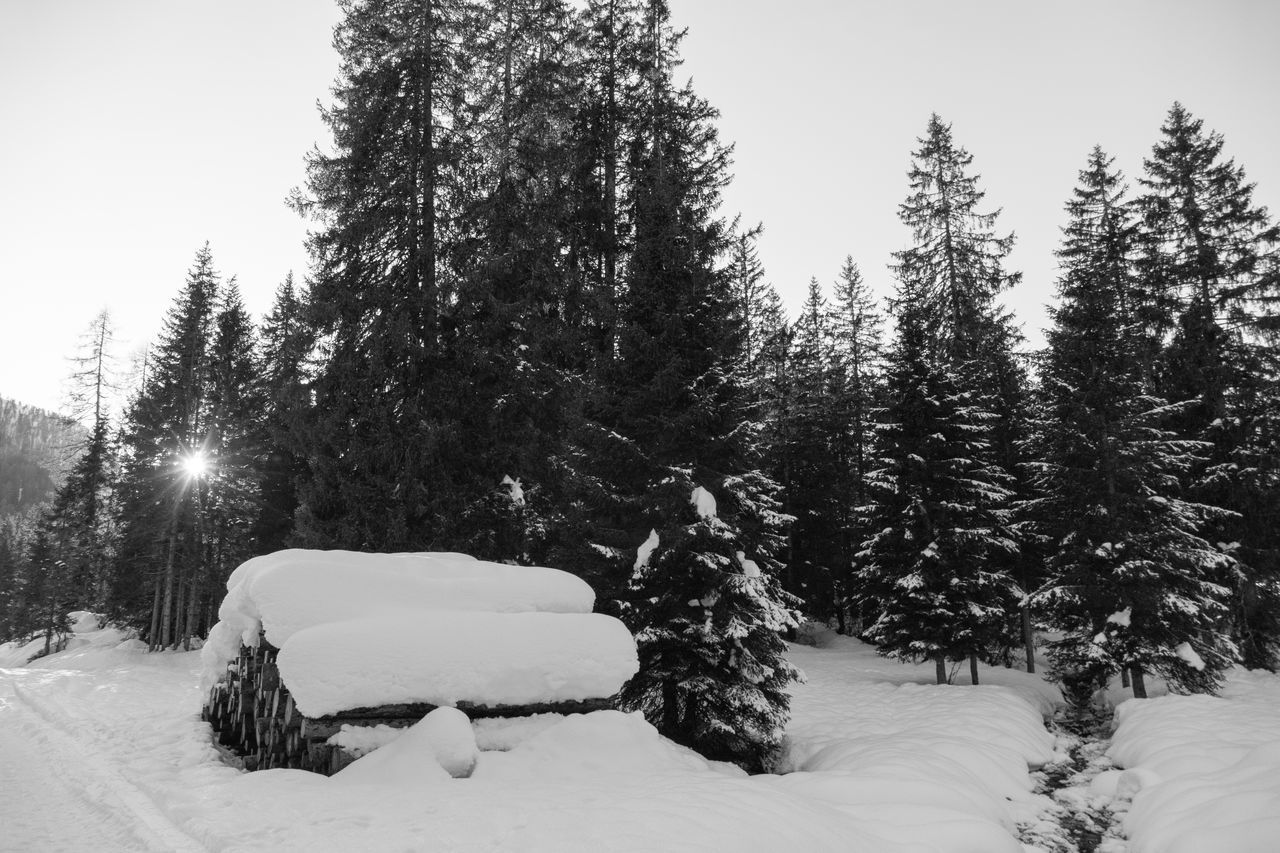 SNOW COVERED LAND AND TREES AGAINST SKY