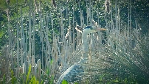 View of birds in forest