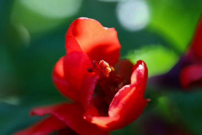 Close-up of red rose flower