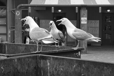 Seagulls perching on railing