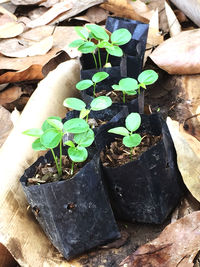 High angle view of potted plants