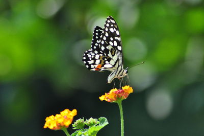 Close-up of butterfly pollinating on flower