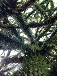 Low angle view of palm tree